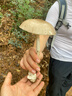 莫森（MOSEN）MUT800尤克里里乌克丽丽ukulele经典全桃花芯木迷你小吉他26英寸 实拍图