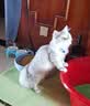 嗨比【自有工厂品牌】高蛋白鸡肉鱼肉全价猫粮低温冷压成猫幼猫国产粮 嗨比理想体态1.5kg 实拍图