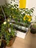芷郁植物支撑杆花架防倒伏支架园艺吊兰月季架子绿植爬藤架 30cm5支 实拍图