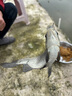 达亿瓦（DAIWA）一击 轻量鲤鱼鲫鱼草鱼罗非 进口鱼竿手杆 轻硬挺 休闲台钓 4.5m 一击F 45.K（综合） 不支持使用/试用后退换货 实拍图