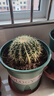 金虎狂刺仙人球盆栽植物绿植金虎超盆栽大盆栽办公室仙人掌 直径15厘米左右 含盆塑料 实拍图