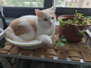 顽皮（Wanpy）鸡肉莓果猫罐头80g*24罐（汤汁型）猫咪零食湿粮 happy100果饭儿 实拍图