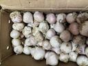 志褚独头蒜大蒜头 2024云南大理紫皮独蒜 精品新鲜现挖湿蒜 5斤装【大果3.0-3.5cm】 实拍图