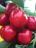 维达（Vinda）有芯卷纸 蓝色经典4层200克*27卷 山茶花香 卫生纸卷筒纸纸巾整箱 实拍图