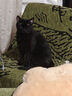 朗诺冻干棒棒糖猫零食生骨肉鸡肉成猫幼猫猫咪零食冻干猫粮 （会员专享）宠粉大礼包 实拍图