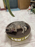 疯狂的主人 猫抓板窝特大号猫玩具猫爪板猫抓盆不掉屑猫窝碗形圆形瓦楞纸 实拍图