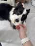 petlimit狗狗捡屎袋宠物拾便袋加厚遛狗铲屎神器捡狗便垃圾袋2盒 实拍图