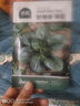 北蔬 菠菜种子苗老品种耐寒小叶大叶红根秋季菜籽 趴地香菠菜种子20g 实拍图