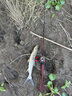 达亿瓦（DAIWA）22新款SALAMANDURA MX 火蜥蜴路亚竿翘嘴鲈鱼杆 远投竿 2.29m C76M-2（枪柄） 实拍图