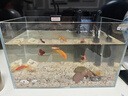 YEE鱼缸金晶超白金鱼裸缸8060家用客厅桌面小草缸龟缸玻璃生态溪流缸 35*20*22*5mm超白玻璃裸缸 实拍图
