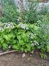 道尔顿（Doulton）【英国原装进口】净水器滤芯 KDF DIP301专用适配滤芯BioTect Ultra 9004型 实拍图