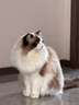 皇家室内成猫粮 I27 通用粮 12月以上 2KG 实拍图
