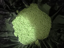 狮子医生绿茶豆腐猫砂宠物清洁除味不沾底低尘速团植物猫砂可冲厕所 2.4kg 实拍图