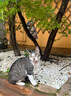 申亚威能（SHENYA）猫咪狗狗感冒药双黄连片宠物打喷嚏流鼻涕专用鼻支窝咳喘 实拍图
