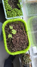 德沃多肥料18L植物营养土通用养花土种菜有机土壤泥炭土绿植盆栽种植土椰糠 实拍图
