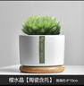 绿荫巷子多肉植物组合套餐肉肉室内植物办公室电脑桌面盆栽好养活小盆栽 【樱水晶】颗大 含瓷盆+托 实拍图
