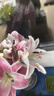 悦多彩AB级优质香水百合 家庭办公室各色生活鲜花 昆明基地 现采直发 粉色百合花10朵  ( 双头5枝) 实拍图