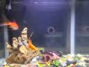 森森（SUNSUN） 鱼缸鱼捞抄网水族箱捞鱼网方形手抄鱼缸捞金鱼小型鱼网黑色 方形渔捞特小号 sx-15(27*9.5*9cm) 实拍图