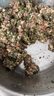 京严【德国品质】绞肉机家用电动绞馅机商用5升大容量打蒜器多功能料理机碎肉打肉搅菜搅拌和面一体机 2025新款【6秒速搅】60%客户选择 3L 【铰肉机笫一名】绞肉绞菜多功能一体机 实拍图