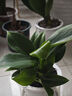 绿有意金钻盆栽植物水培绿植花卉多肉办公室内去吸除甲醛铂金钻绿公主 推荐款】金钻25-30cm3棵(早安盆) 含盆 实拍图