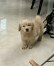 舒腾金毛幼犬纯种宠物狗狗金毛活体大型犬寻回犬宠物狗金毛幼崽活体狗 宠物级 精品金毛 公 实拍图