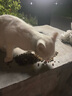 阿飞和巴弟猫粮E76大健康版本益生菌全价冻干双拼猫粮成猫幼猫粮60g 实拍图