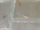 胜画小型观赏鱼孔雀鱼热带鱼活体鱼淡水好养耐活鱼苗精品纯种凤尾鱼 【精品优选】纯种凤尾共8条（4-6cm）B 实拍图
