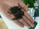 贡苑绿茶六安瓜片125g 2025新茶春茶头采高山正宗安徽散装茶叶自己喝 实拍图