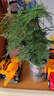 行湘文竹盆栽绿植花卉桌面盆景 大文竹+中号艺术线陶瓷盆 源头直发 实拍图