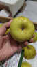 京地达梨砀山翠玉梨翠冠梨香梨子水果净重4.8斤单果250g+源头直发 实拍图