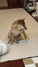 愛肯拿（ACANA）狗粮 海洋盛宴 成犬幼犬 靓毛鱼肉全价犬粮原装进口2kg 效期26/2 实拍图