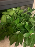 双盟绿萝盆栽除甲醛花卉绿植办公室新房净化空气360自吸盆1盆源头直发 实拍图
