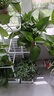 索尔诺 花架 多层折叠落地室内家用阳台装饰花架铁艺客厅庭院简约多肉架 白色H915（5盆升级版） 实拍图