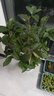 绿丝绦桂花树盆栽四季开花盆景室内庭院阳台开花树苗耐寒绿植花卉树苗 四季桂 6年苗 实拍图