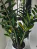 【金钱树】盆栽客厅室内植物钱串子大型发财绿植乔迁开业送盆花卉 6-9株 60-70cm+圆柱树脂花盆 送肥料 实拍图