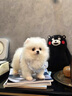 纯种博美幼犬宠物狗狗长不大俊介小型犬活体博美可爱家庭宠物狗 宠物级 公 实拍图