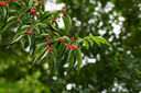 适马（SIGMA）56mm F1.4 DC DN｜Contemporary 半画幅大光圈定焦镜头 人像特写（适马56 f1.4索尼E卡口） 实拍图