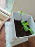 IAM City Farmer矮向日葵DIY儿童种植小盆栽种子植物盆栽幼儿园绿植趣味观察10095 实拍图