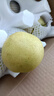 河北皇冠梨蜜梨冰糖梨脆甜远达新10 河北皇冠梨带箱9斤装 实拍图
