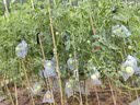 yuanyiba水果套袋防乌防虫专用网袋西瓜波罗蜜卷心菜南瓜冬瓜保护袋子 实拍图