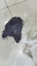 麦富迪狗粮 藻趣儿狗粮成犬粮牛肉螺旋藻 均衡营养2.5kg 实拍图