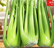 京鲜生山东新鲜大西芹净重4.5斤榨汁现挖芹菜鲜嫩蔬菜 去半叶源头直发 实拍图