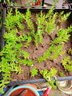 正宗可食用垂盆草种苗四季好养活阳台室内绿植吊篮盆栽 垂盆草100株 实拍图