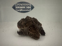 水卫士（水卫仕）浴室清洁剂500g*3瓶卫生间厕所玻璃水瓷砖地板清洗剂 实拍图