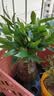 京云梦杜鹃花盆栽花卉绿植物四季室内阳台开花鲜花好养红原土源头直发 实拍图