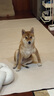 愛肯拿（ACANA）狗粮 海洋盛宴 成犬幼犬 靓毛鱼肉全价犬粮原装进口2kg 效期26/2 实拍图