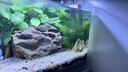 高清热弯玻璃鱼缸 透明家庭一体客厅桌面水草缸龟缸生态溪流 高清热弯鱼缸25*16*18cm 实拍图