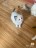 路斯（Luscious）猫粮肉松夹心鲜肉无谷全价益生菌成猫幼猫通用猫粮 【肉松夹心】鲜肉无谷猫粮8斤 实拍图
