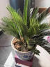 临雅铁树盆栽大型绿植盆景庭院四季好养植物除甲醛90cm含盆源头直发 实拍图