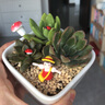 花艺萌多肉植物组合盆栽含盆含土创意diy拼盘花盆 小多肉仙人掌仙人球 白瓷拥抱 含盆 实拍图